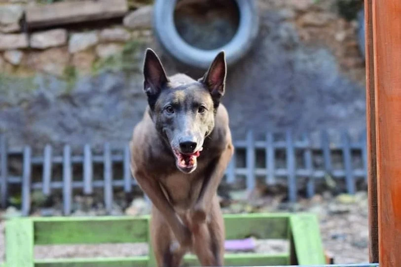 εκπαίδευση σκύλου