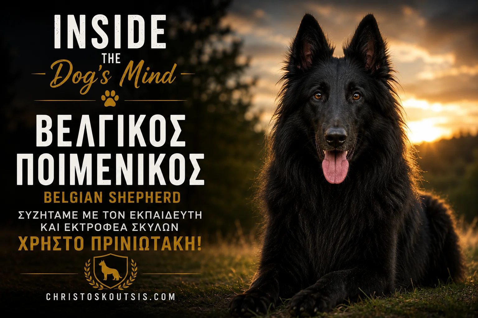 Belgian-Shepherd-2