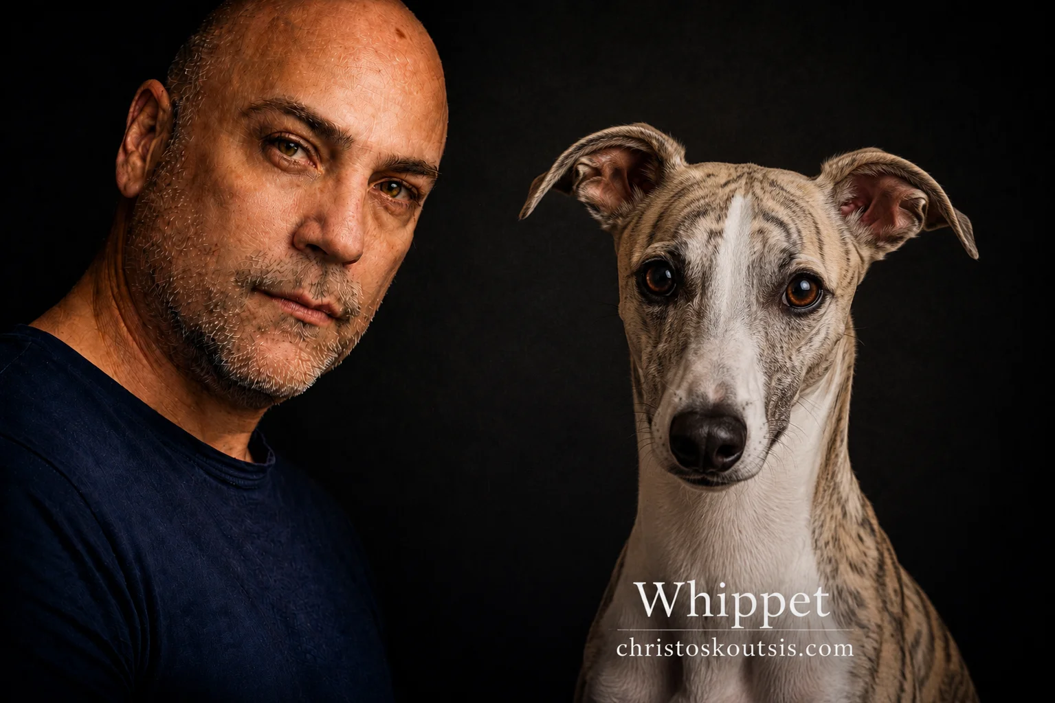 Whippet