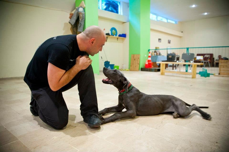 Dog’s Mind – Χρήστος Κούτσης – Εκπαίδευση σκύλων: υγεία, ασφάλεια και ευφυΐα του σκύλου