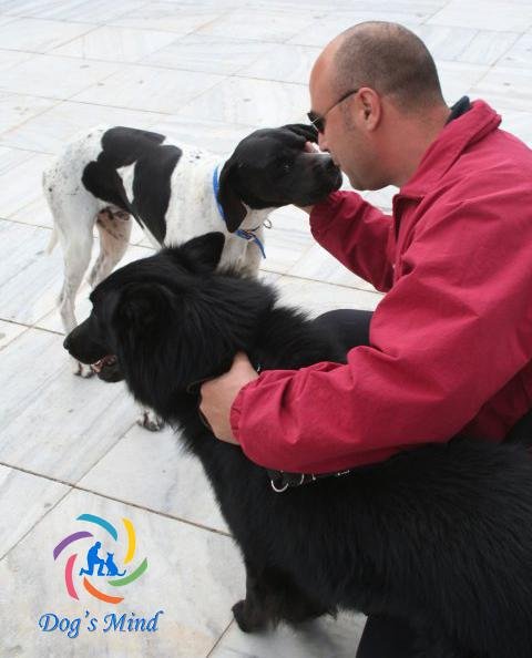 Dog’s Mind – Χρήστος Κούτσης – Εκπαίδευση σκύλων: αρχηγός αγέλης και σχέση με τον σκύλο