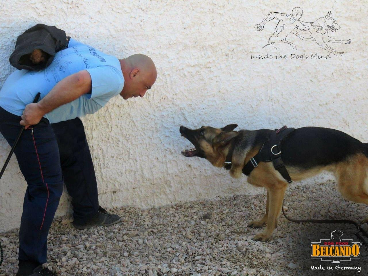 Εκπαίδευση κουταβιού, ασφάλεια και κανόνες – Χρήστος Κούτσης