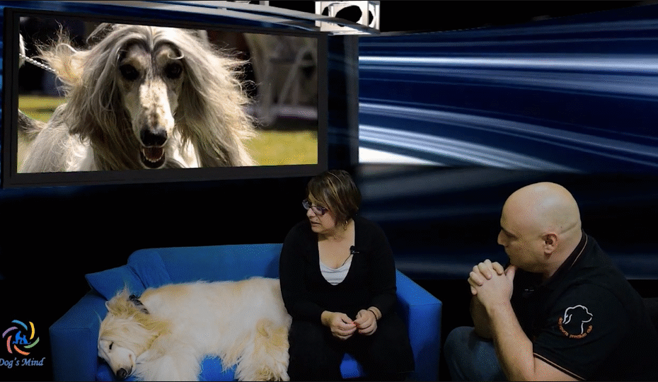 αφγανικό λαγωνικό εκπαίδευση σκύλων