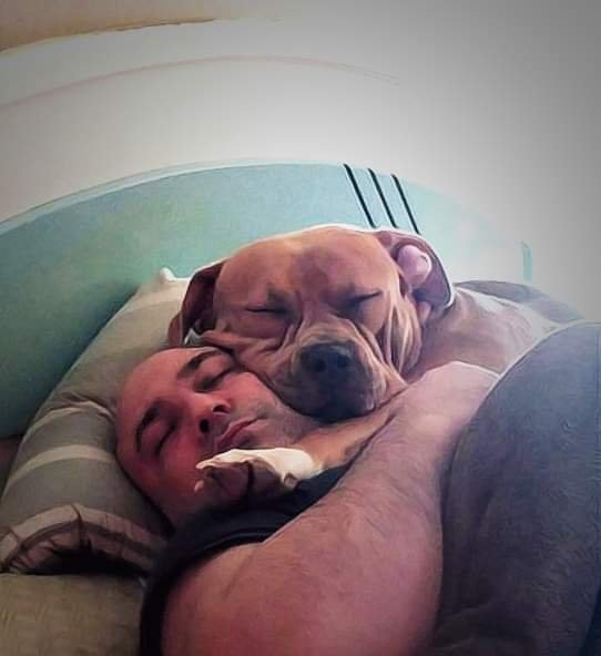 American Bully XL | Beyond the Code American Bully XL