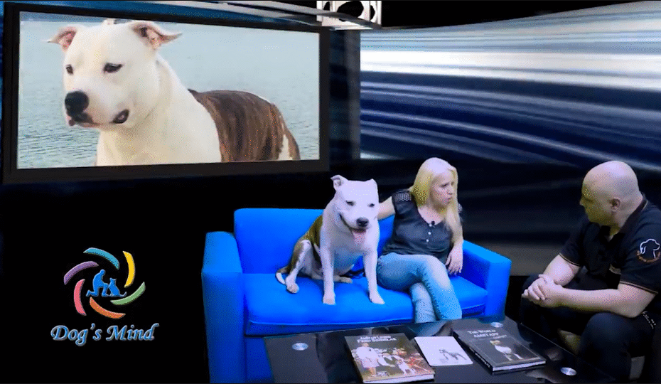 American Staffordshire Terrier - American Pit Bull Terrier
