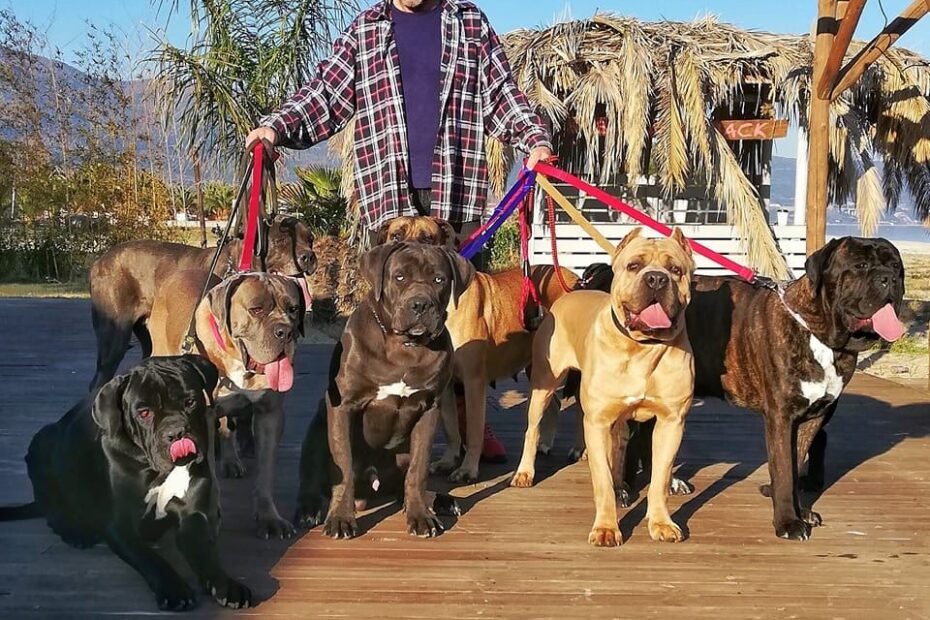 Cane Corso Κανε Κορσο ο Ισχυρός! Μιλάμε με τον εκτροφέα Σάκη Καπετάκη εκπαίδευση σκύλων