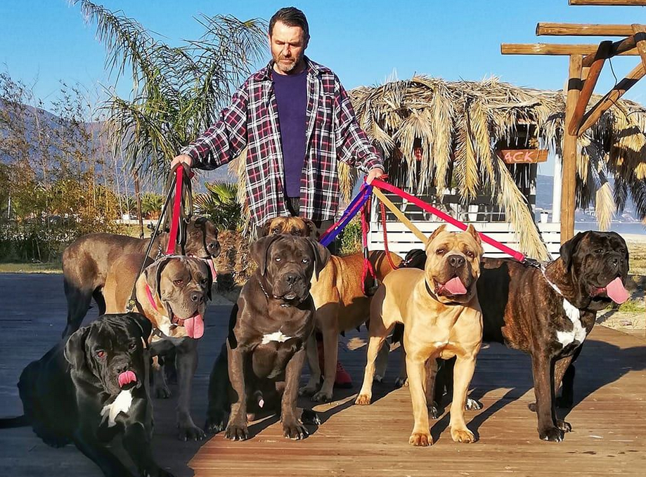 Cane Corso