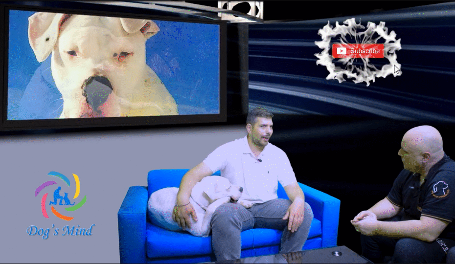 Dogo Argentino εκπαίδευση σκύλων