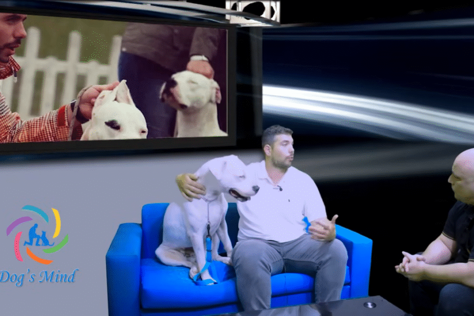 Το Dogo Argentino είναι αναγνωρισμένη φυλή της Αργεντινής, καρπός του ιατρού Antonio Nores Martinez