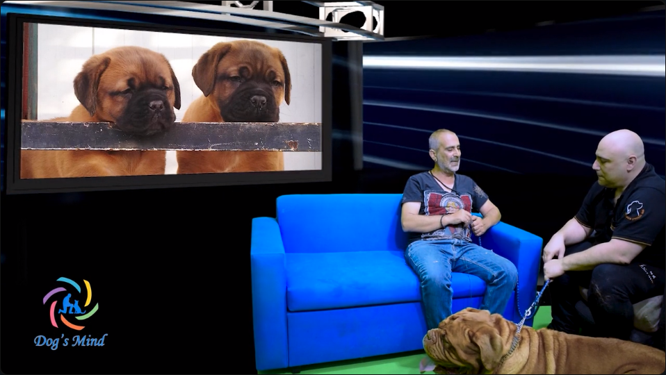 Dogue de Bordeaux – Η σιωπηλή ισχύς της Γαλλίας εκπαίδευση σκύλων