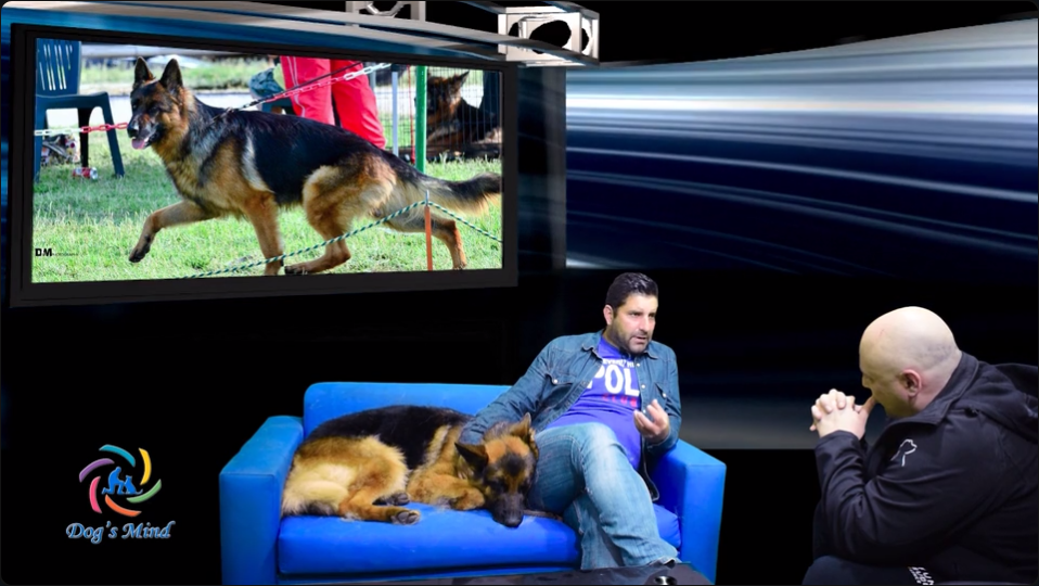 γερμανικός ποιμενικός εκπαίδευση σκύλων