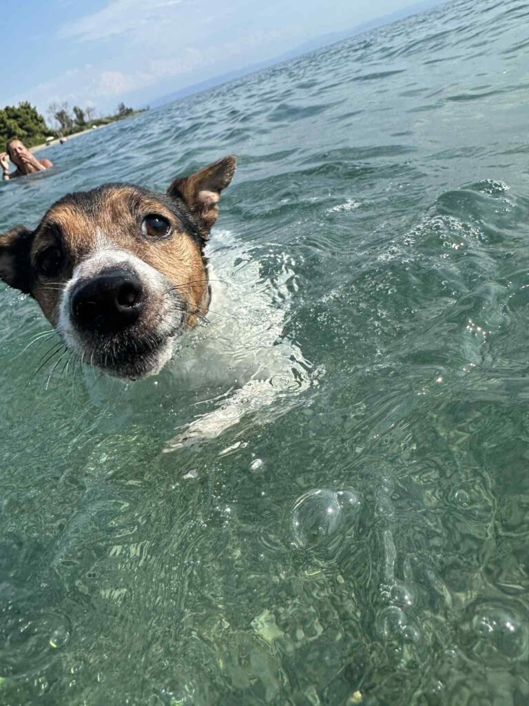 Jack Russell