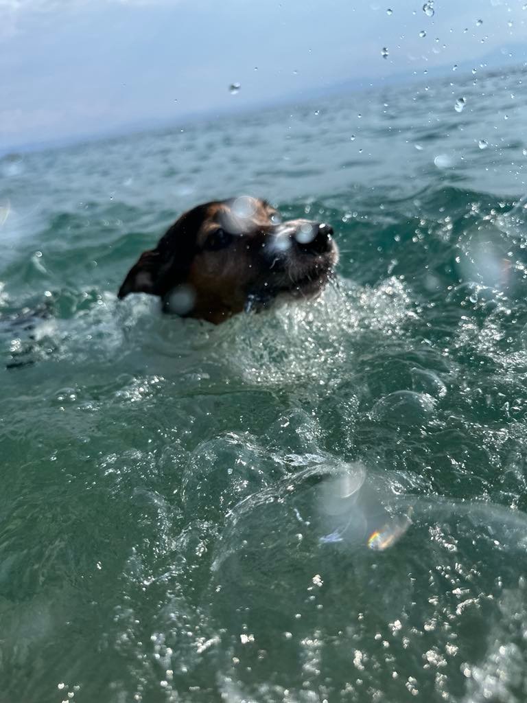Jack Russell