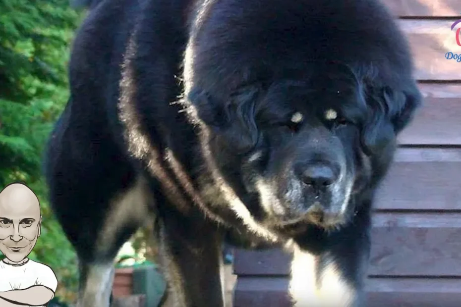 Το Θιβετιανό Μαστίφ (Tibetan Mastiff) είναι μια από τις πιο αρχαίες και επιβλητικές φυλές σκύλων στον κόσμο. Με καταγωγή από τα Ιμαλάια
