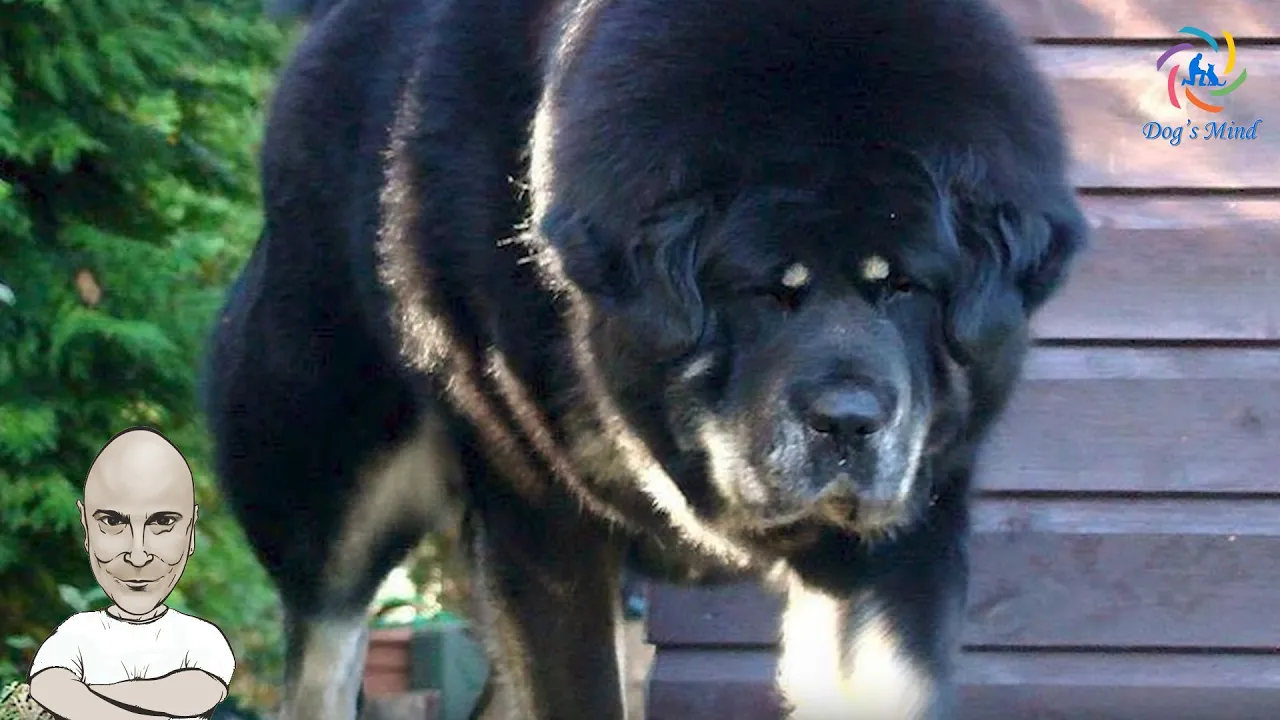Το Θιβετιανό Μαστίφ (Tibetan Mastiff) είναι μια από τις πιο αρχαίες και επιβλητικές φυλές σκύλων στον κόσμο. Με καταγωγή από τα Ιμαλάια