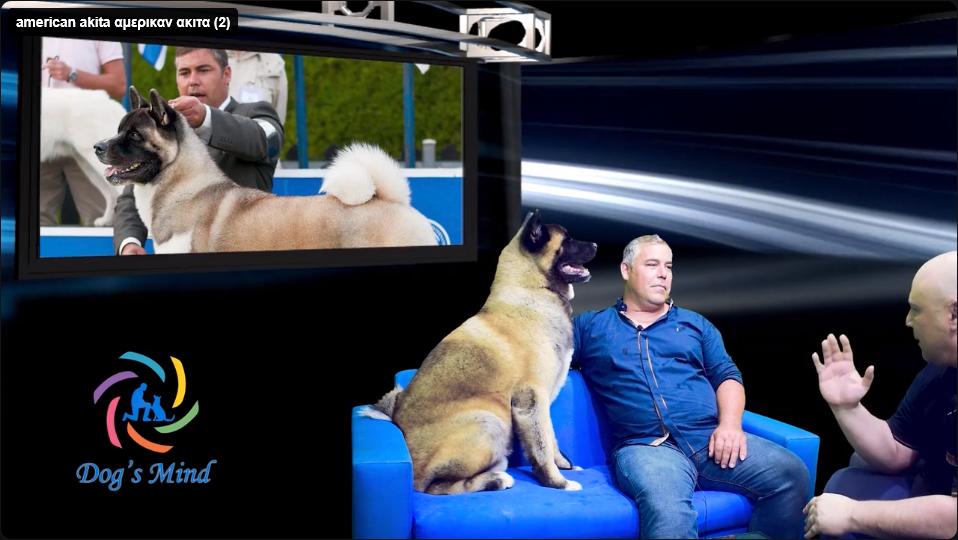 american akita