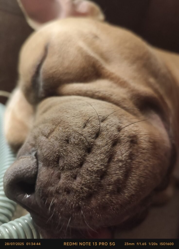 american bully xl εκπαίδευση σκύλων