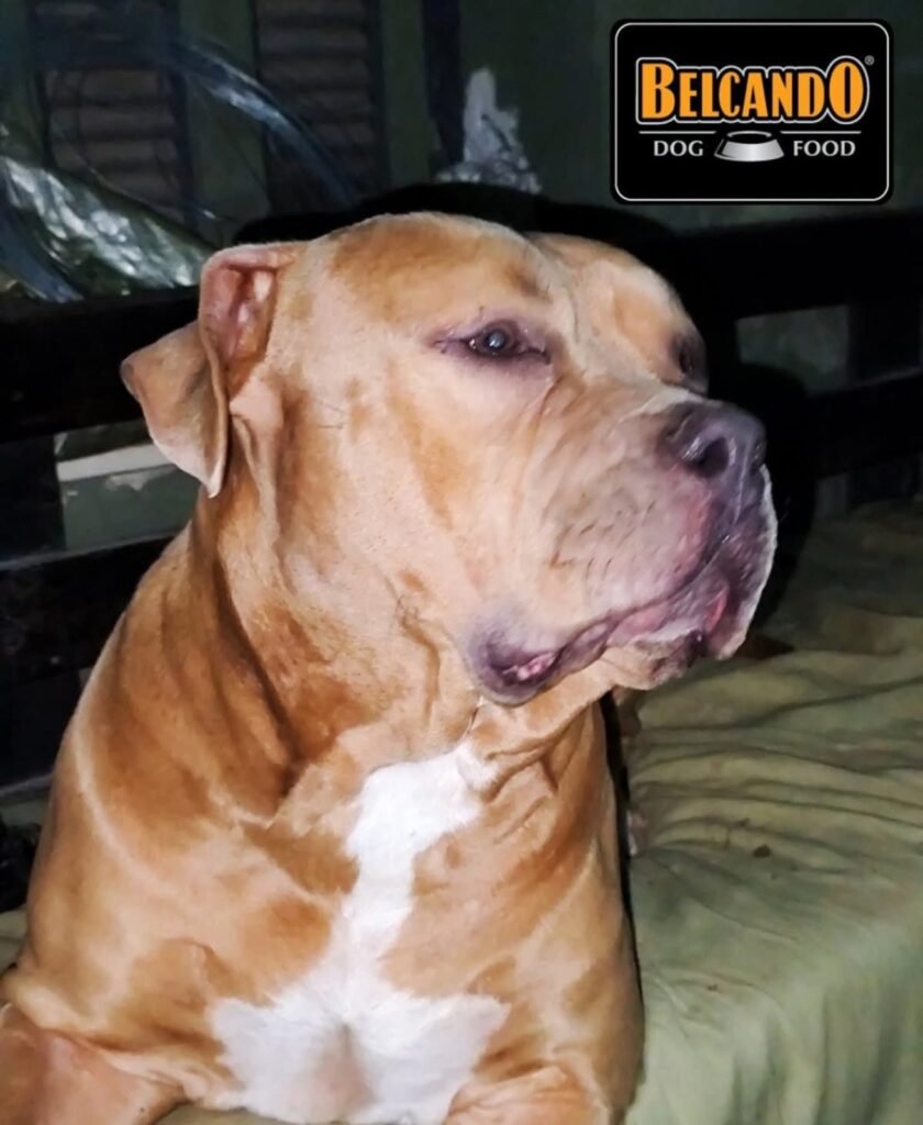 american bully xl εκπαίδευση σκύλων