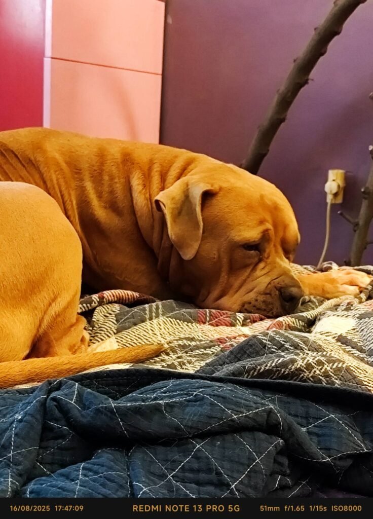 american bully xl εκπαίδευση σκύλων