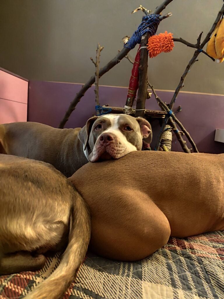 american bully xl εκπαίδευση σκύλων