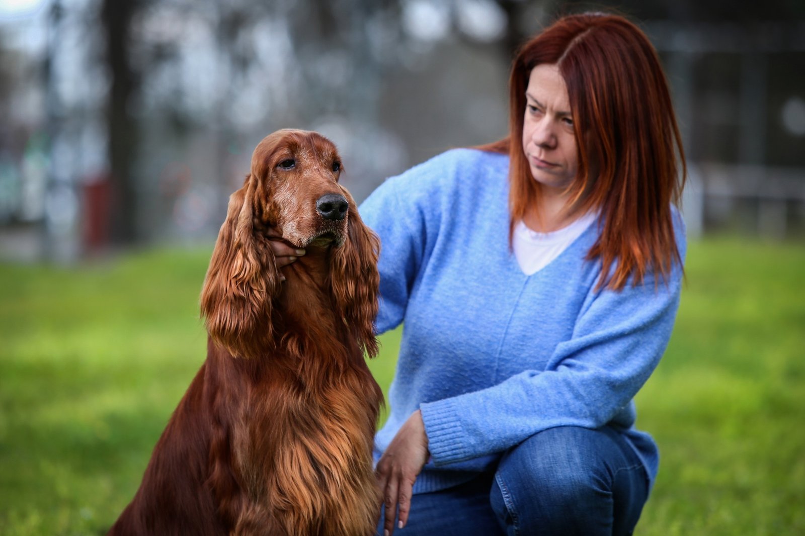 Ιρλανδικό Σέττερ Irish Setter συνέντευξη με την εκτροφέα Βαρβάρα Καλμπένη!