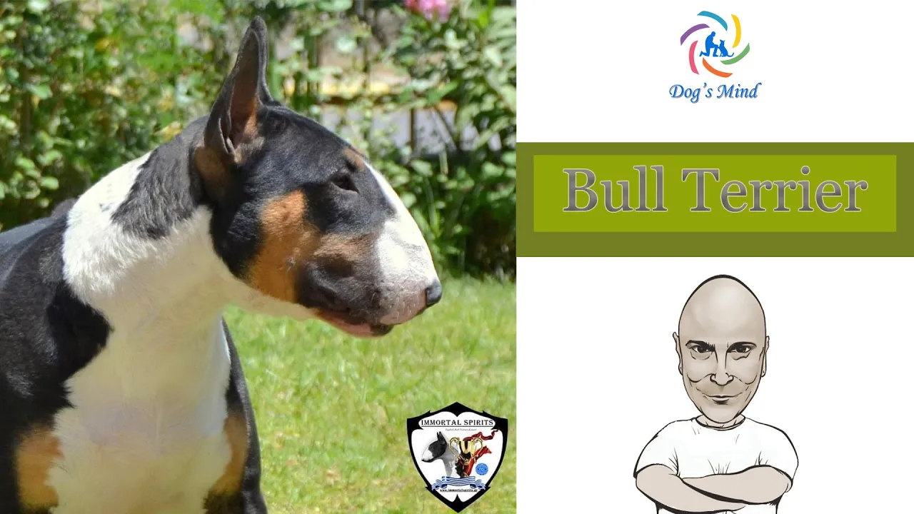 bull terier