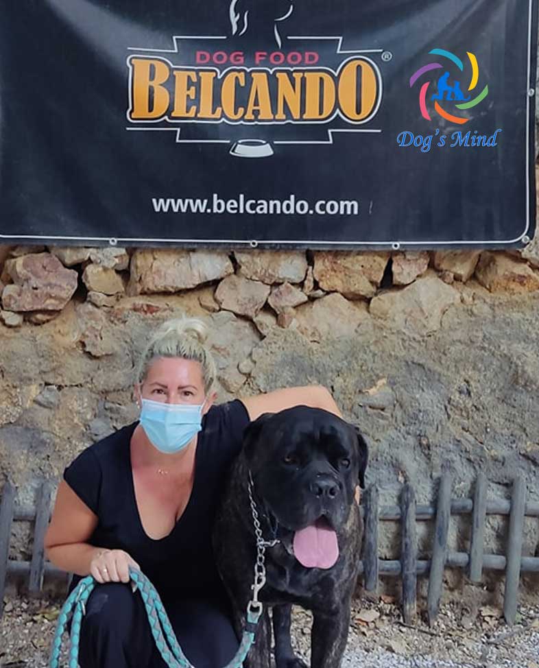 εκπαίδευση σκύλων cane corso