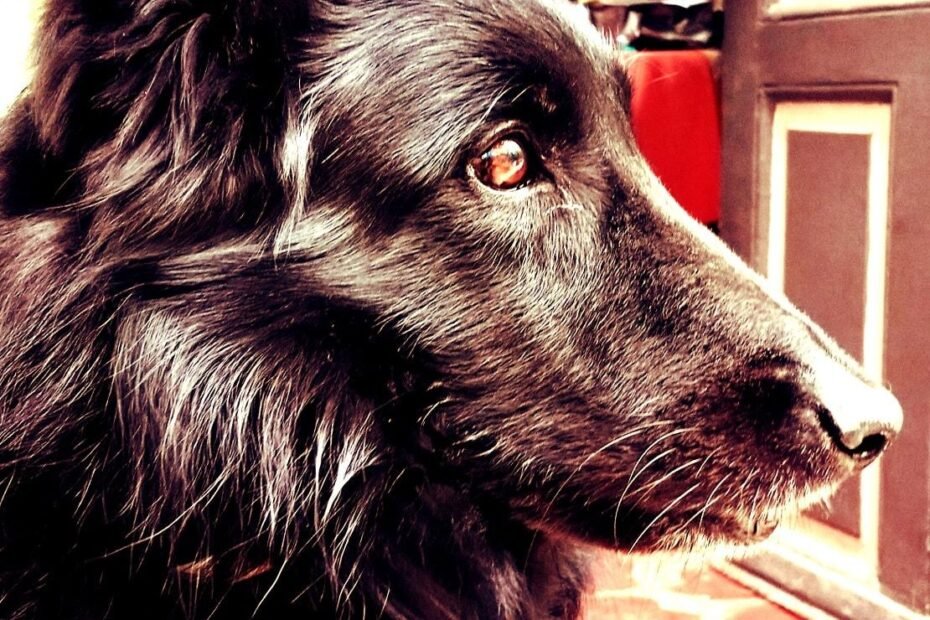 Christos Koutsis - Dog Training - dogsmind.gr