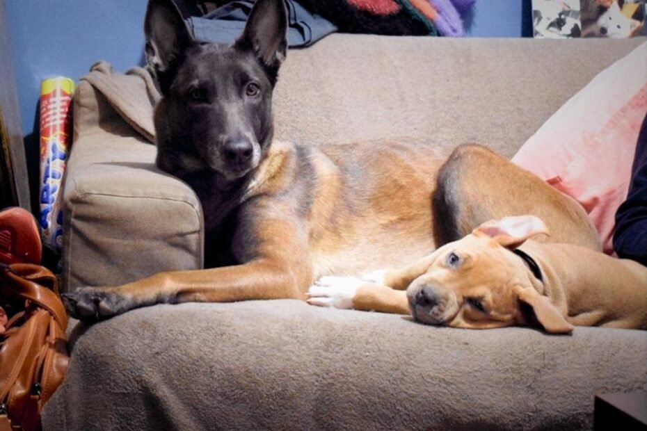 Christos Koutsis - Dog Training - dogsmind.gr