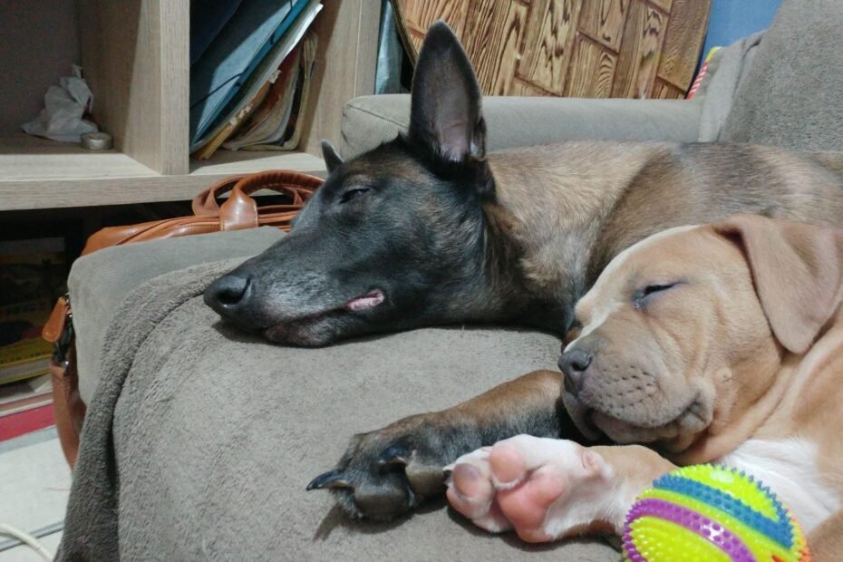 Christos Koutsis - Dog Training - dogsmind.gr