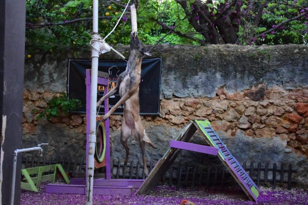 εκπαίδευση σκύλων