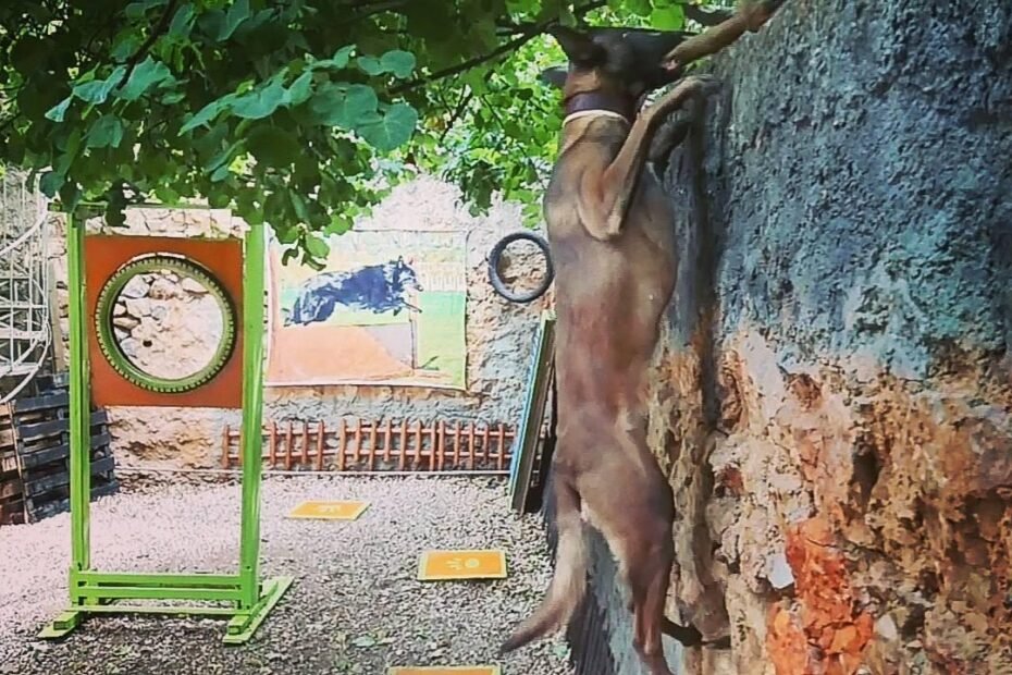 άγριος σκύλος, σκύλος φύλακας Χρήστος Κούτσης