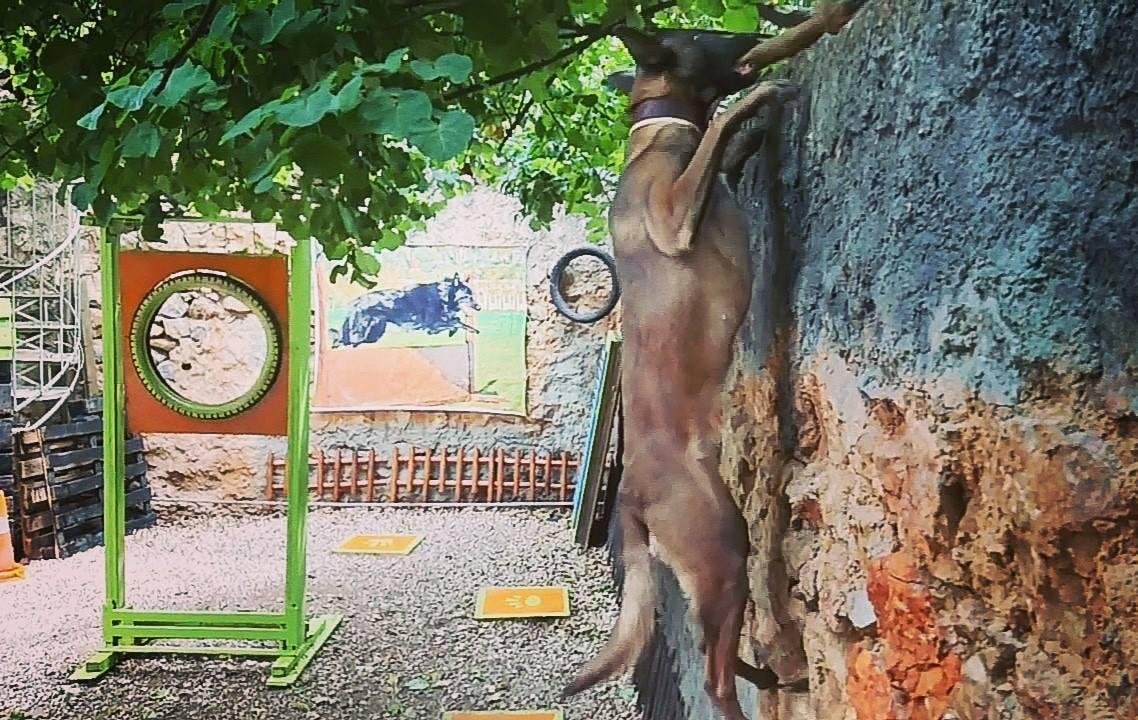 άγριος σκύλος, σκύλος φύλακας Χρήστος Κούτσης