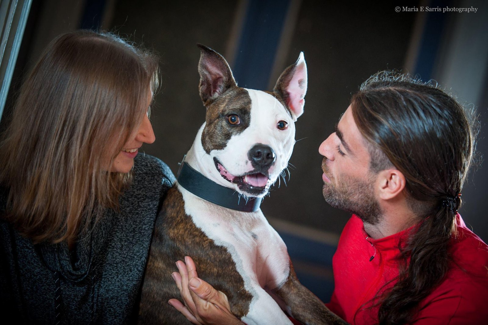 εκπαίδευση σκύλων και διατροφή, πιτ μποθλ
