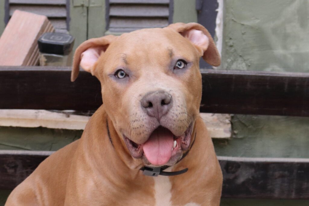 American Bully XL | Beyond the Code American Bully XL