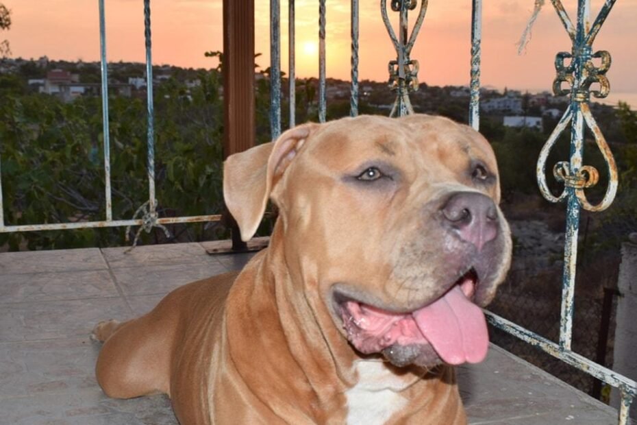 american bully xl