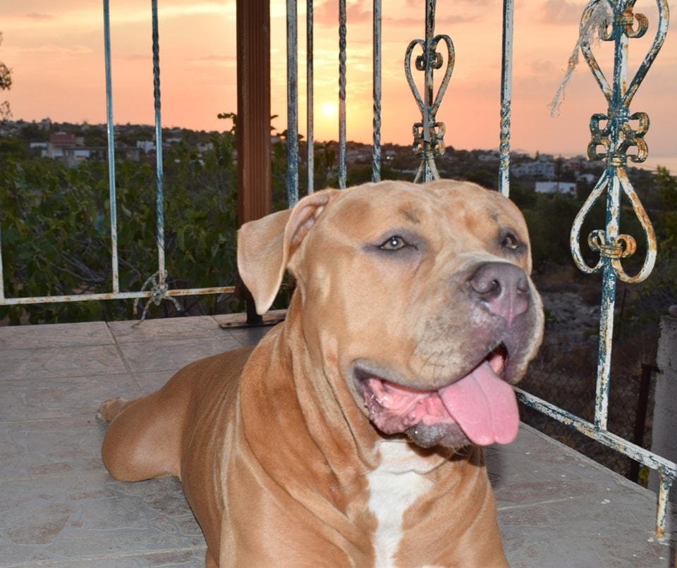 american bully xl