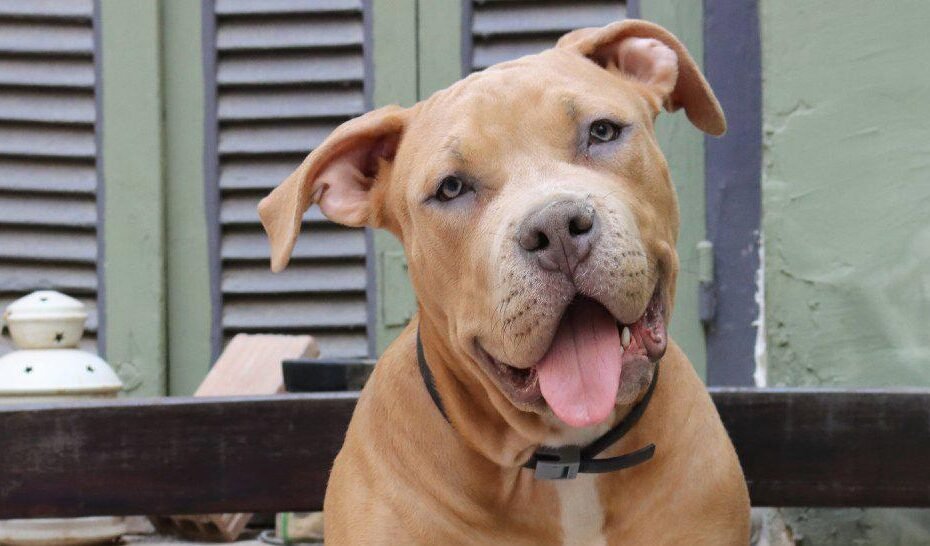 american bully xl εκπαίδευση σκύλων