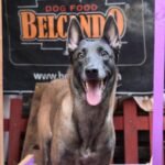 εκπαίδευση σκύλων Malinois Μαλινουά