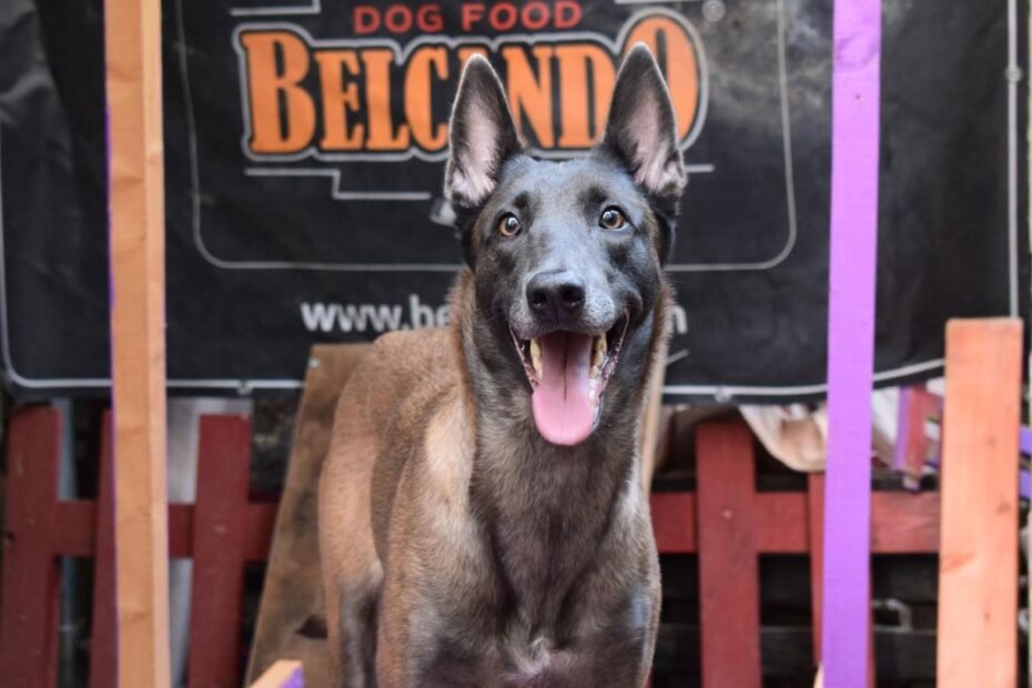 εκπαίδευση σκύλων Malinois Μαλινουά