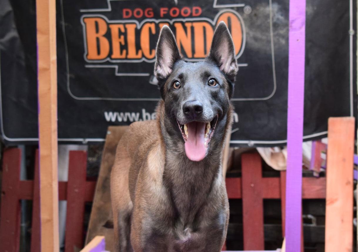 εκπαίδευση σκύλων Malinois Μαλινουά