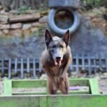 Christos Koutsis - Dog Training