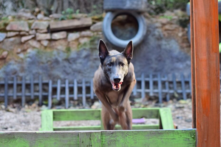 Christos Koutsis - Dog Training