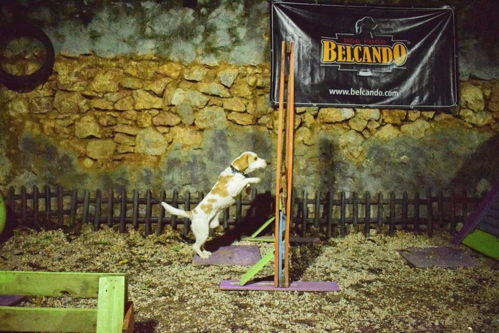 εκπαίδευση σκύλων