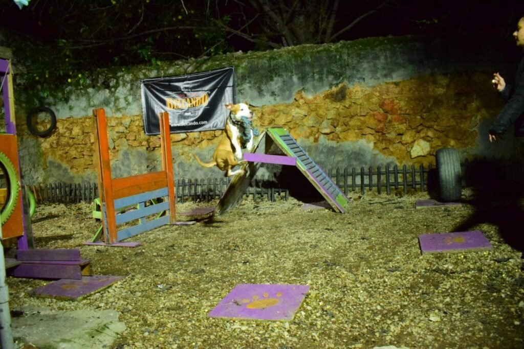εκπαίδευση σκύλων