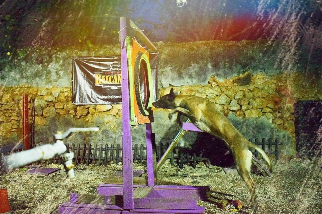 εκπαίδευση σκύλων