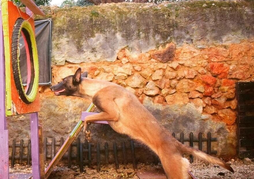 Christos Koutsis - Dog Training - dogsmind.gr