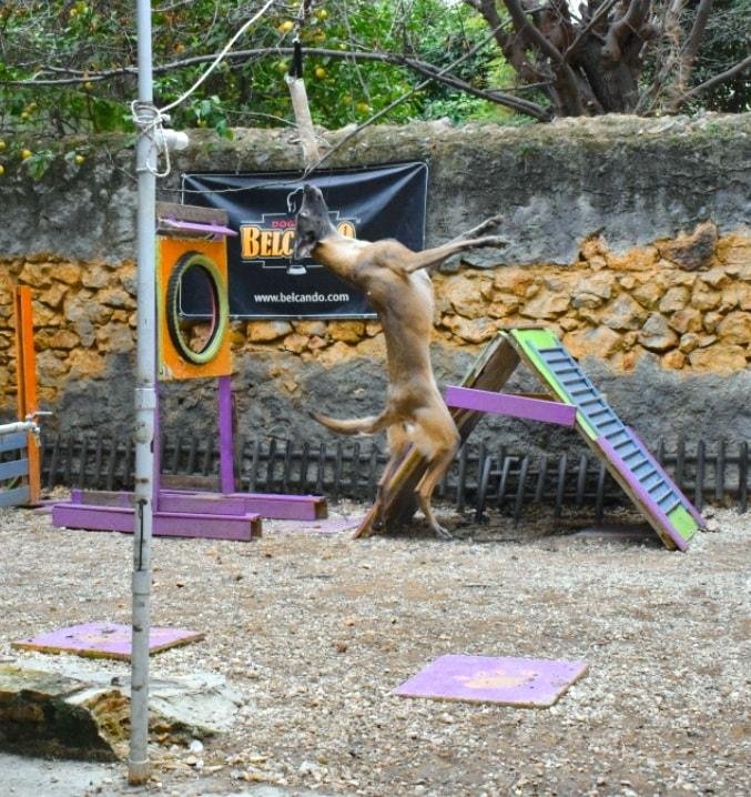εκπαίδευση σκύλων