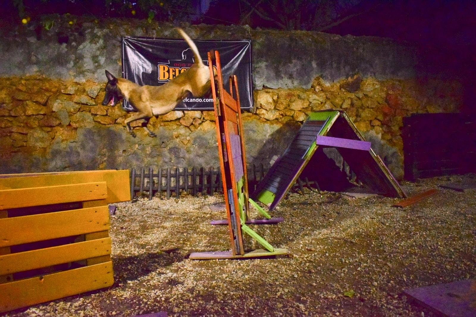 μαλινουά malinois