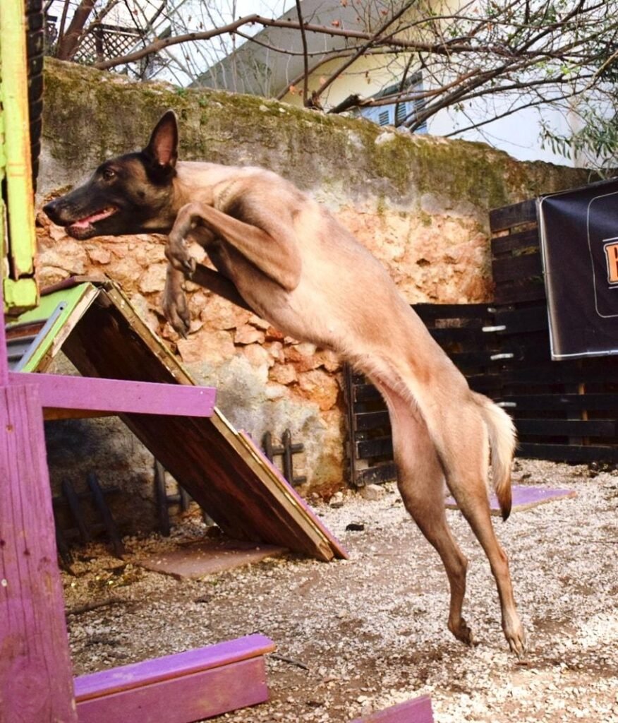 εκπαίδευση σκύλων